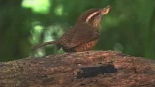 Carolina Wrens Nesting in Mailbox, Spare Tires and other Creative Locations
